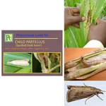 Insect Lures For Maize Spotted Stalk Borer (Chilo Partellus)